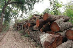 Gỗ Xà cừ